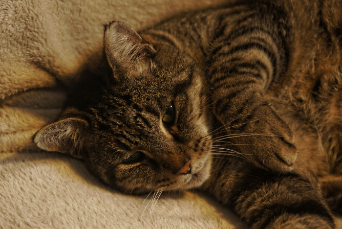 120 Of The Oldest Cats Adopted By People With The Biggest Hearts 120 Of The Oldest Cats Adopted By People With The Biggest Hearts