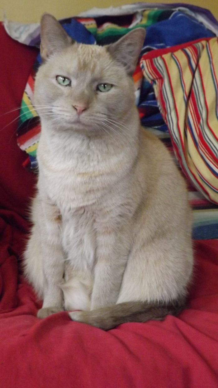 120 Of The Oldest Cats Adopted By People With The Biggest Hearts 120 Of The Oldest Cats Adopted By People With The Biggest Hearts