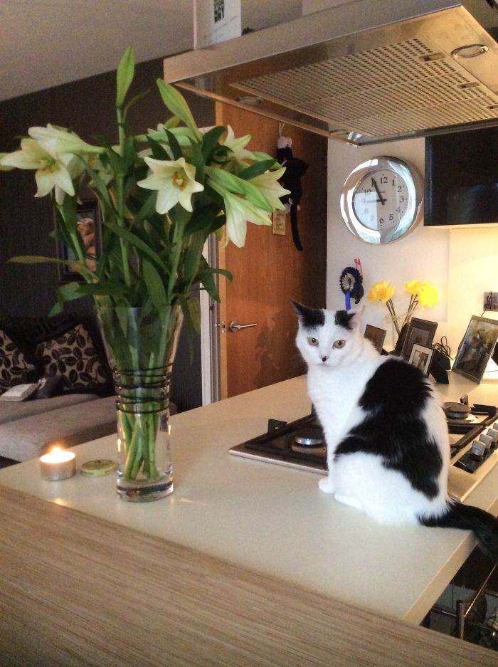 120 Of The Oldest Cats Adopted By People With The Biggest Hearts 120 Of The Oldest Cats Adopted By People With The Biggest Hearts