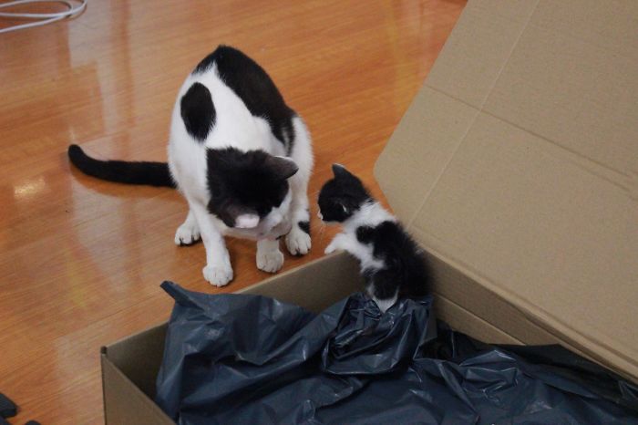 120 Of The Oldest Cats Adopted By People With The Biggest Hearts 120 Of The Oldest Cats Adopted By People With The Biggest Hearts