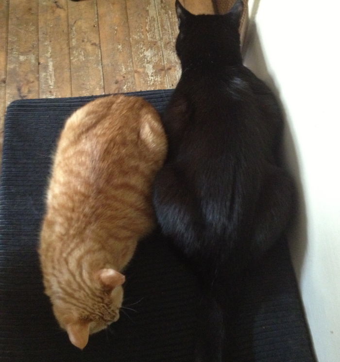 120 Of The Oldest Cats Adopted By People With The Biggest Hearts 120 Of The Oldest Cats Adopted By People With The Biggest Hearts