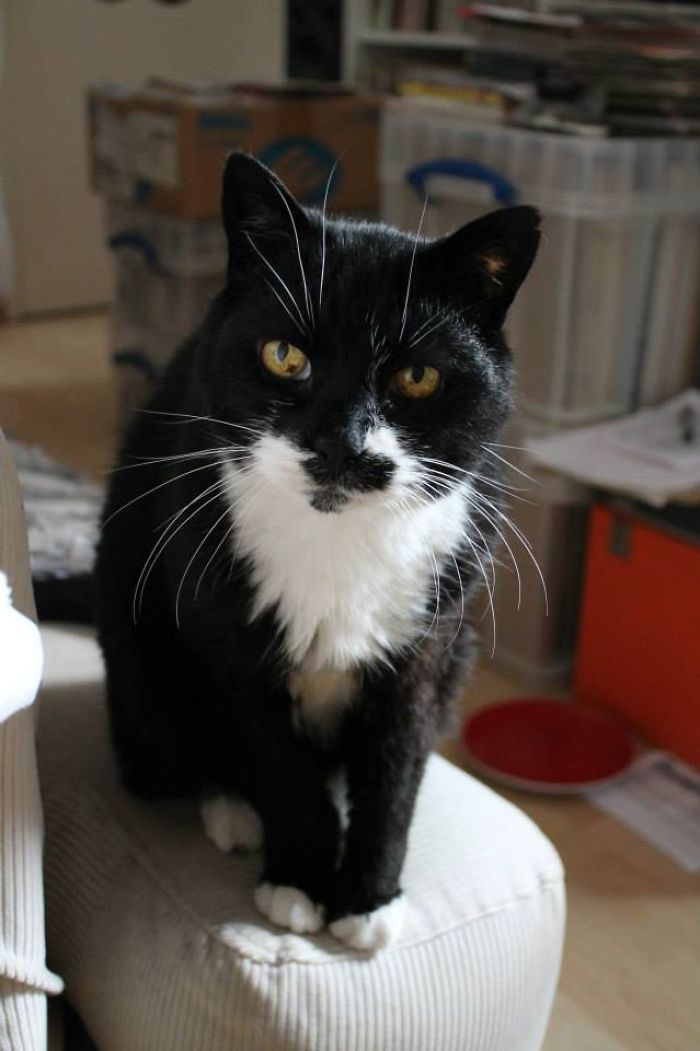 120 Of The Oldest Cats Adopted By People With The Biggest Hearts 120 Of The Oldest Cats Adopted By People With The Biggest Hearts