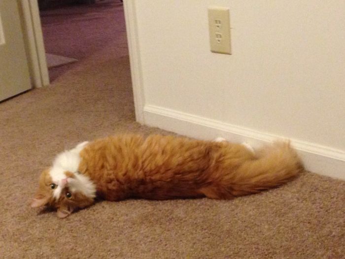 120 Of The Oldest Cats Adopted By People With The Biggest Hearts 120 Of The Oldest Cats Adopted By People With The Biggest Hearts