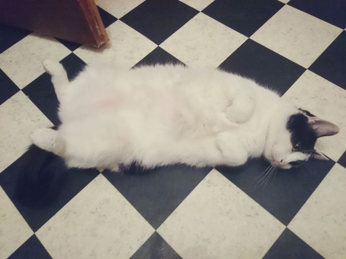 120 Of The Oldest Cats Adopted By People With The Biggest Hearts 120 Of The Oldest Cats Adopted By People With The Biggest Hearts