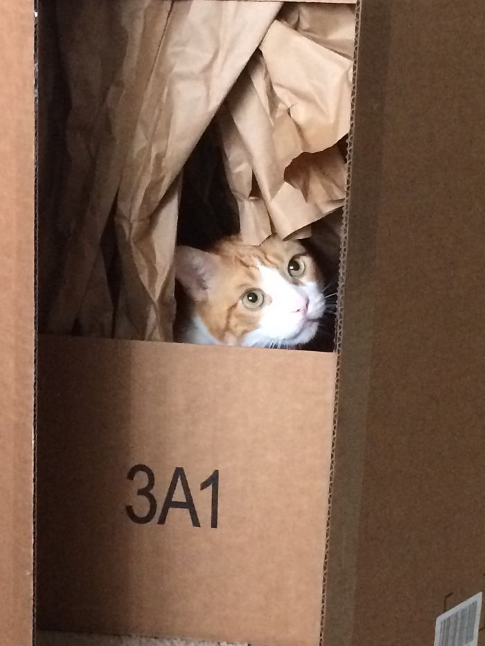 120 Of The Oldest Cats Adopted By People With The Biggest Hearts 120 Of The Oldest Cats Adopted By People With The Biggest Hearts