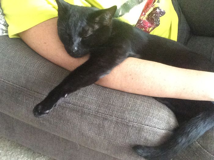 120 Of The Oldest Cats Adopted By People With The Biggest Hearts 120 Of The Oldest Cats Adopted By People With The Biggest Hearts