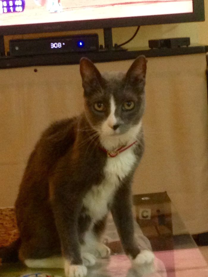 120 Of The Oldest Cats Adopted By People With The Biggest Hearts 120 Of The Oldest Cats Adopted By People With The Biggest Hearts