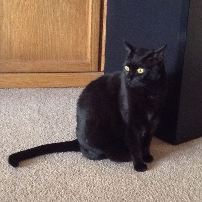 120 Of The Oldest Cats Adopted By People With The Biggest Hearts 120 Of The Oldest Cats Adopted By People With The Biggest Hearts