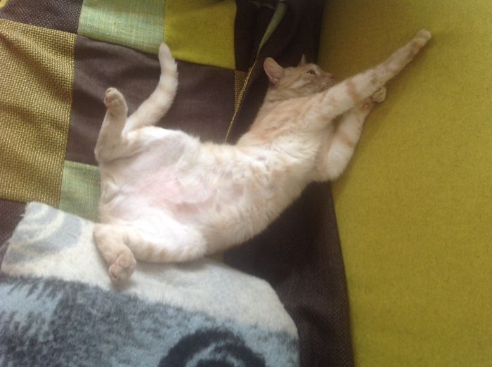 120 Of The Oldest Cats Adopted By People With The Biggest Hearts 120 Of The Oldest Cats Adopted By People With The Biggest Hearts