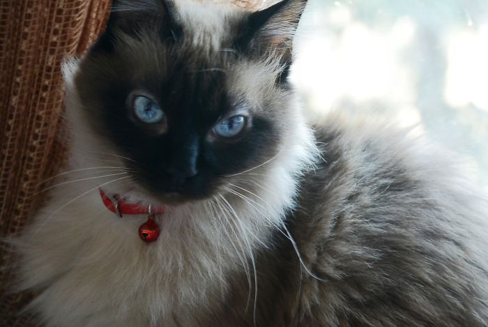 120 Of The Oldest Cats Adopted By People With The Biggest Hearts 120 Of The Oldest Cats Adopted By People With The Biggest Hearts