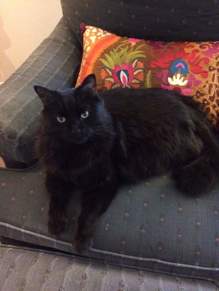 120 Of The Oldest Cats Adopted By People With The Biggest Hearts 120 Of The Oldest Cats Adopted By People With The Biggest Hearts