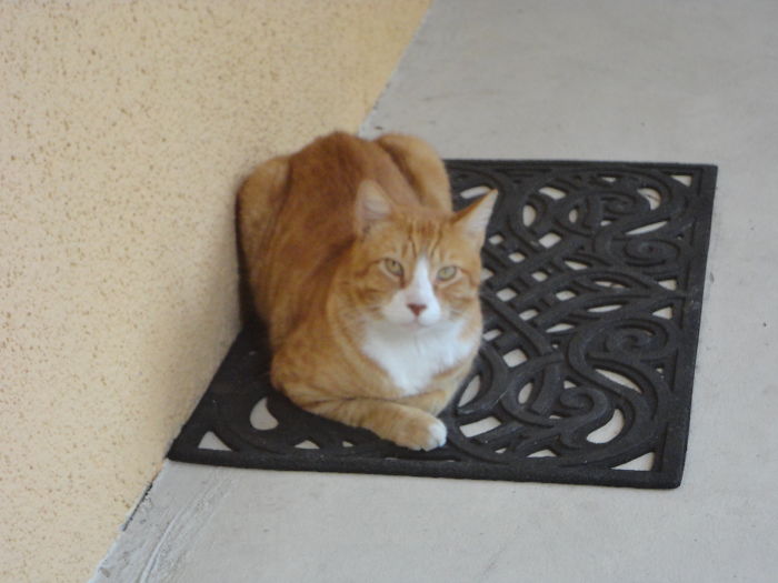 120 Of The Oldest Cats Adopted By People With The Biggest Hearts 120 Of The Oldest Cats Adopted By People With The Biggest Hearts