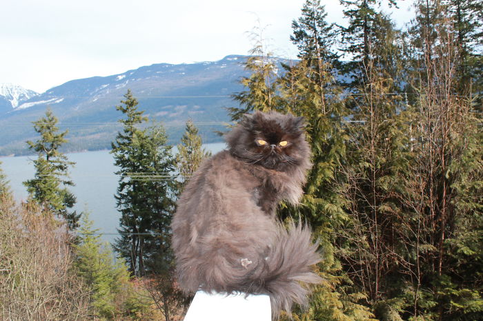 120 Of The Oldest Cats Adopted By People With The Biggest Hearts 120 Of The Oldest Cats Adopted By People With The Biggest Hearts