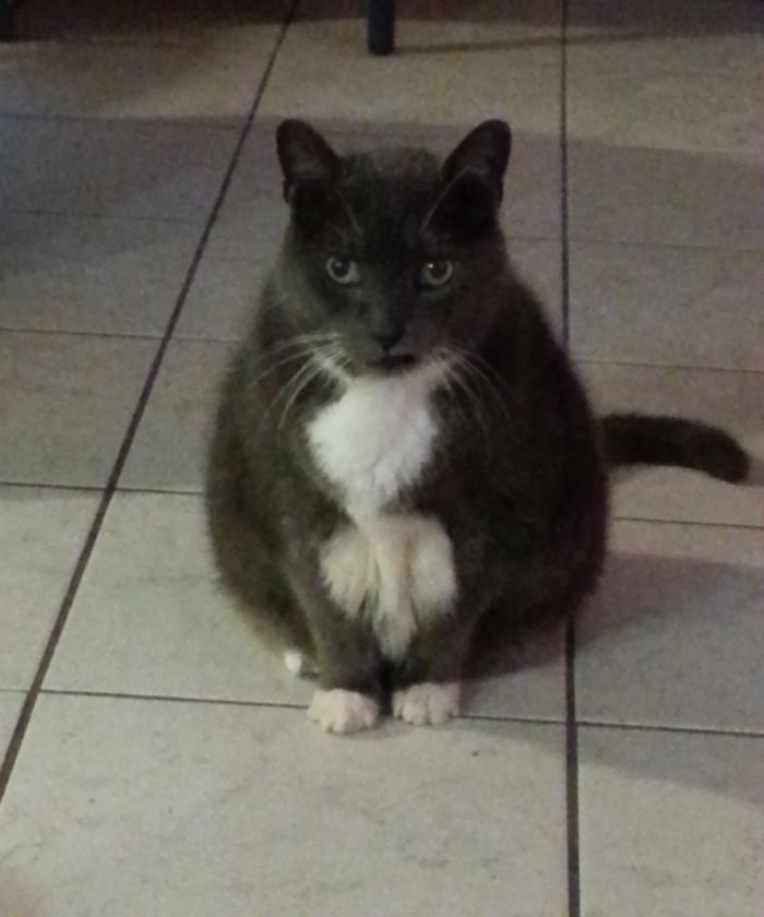 120 Of The Oldest Cats Adopted By People With The Biggest Hearts 120 Of The Oldest Cats Adopted By People With The Biggest Hearts