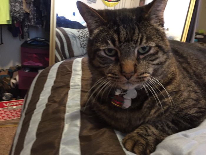 120 Of The Oldest Cats Adopted By People With The Biggest Hearts 120 Of The Oldest Cats Adopted By People With The Biggest Hearts