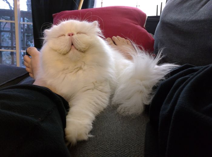 95 Of The Smiliest Cats On The Internet 95 Of The Smiliest Cats On The Internet