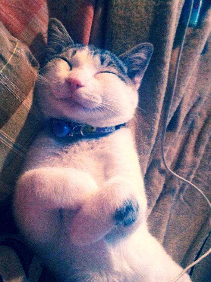 95 Of The Smiliest Cats On The Internet 95 Of The Smiliest Cats On The Internet