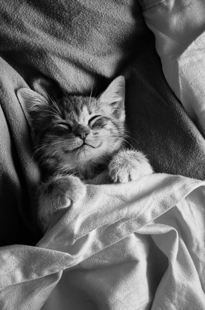 95 Of The Smiliest Cats On The Internet 95 Of The Smiliest Cats On The Internet