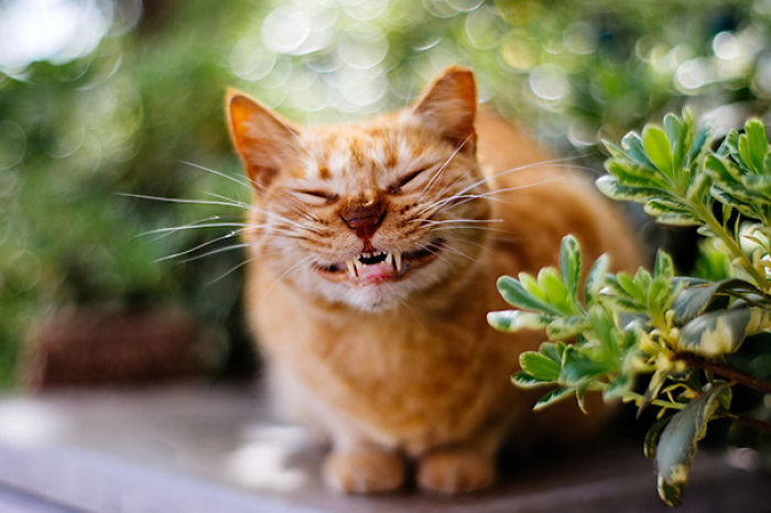 95 Of The Smiliest Cats On The Internet 95 Of The Smiliest Cats On The Internet