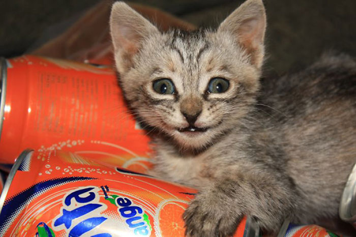 95 Of The Smiliest Cats On The Internet 95 Of The Smiliest Cats On The Internet