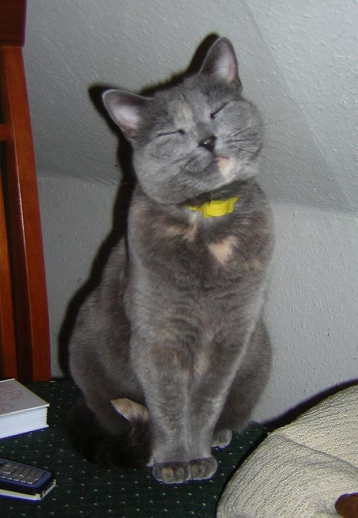 95 Of The Smiliest Cats On The Internet 95 Of The Smiliest Cats On The Internet