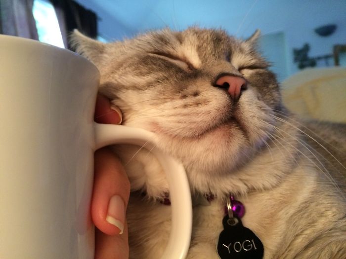 95 Of The Smiliest Cats On The Internet 95 Of The Smiliest Cats On The Internet