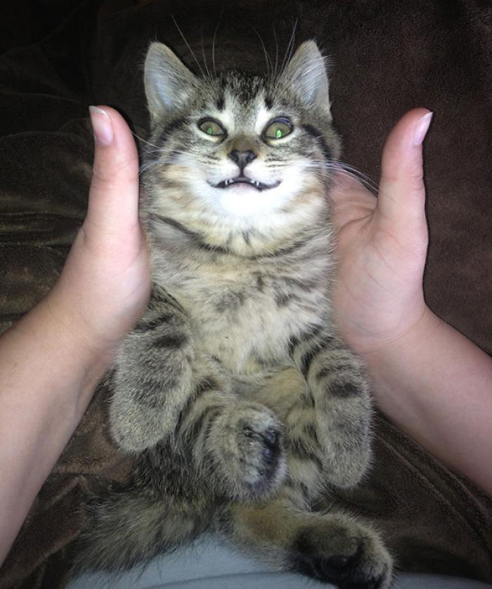 95 Of The Smiliest Cats On The Internet 95 Of The Smiliest Cats On The Internet