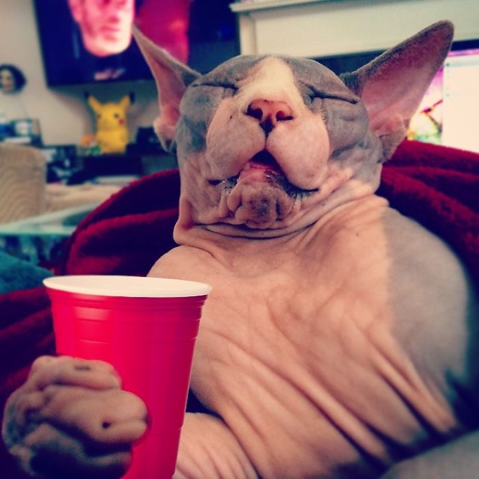 95 Of The Smiliest Cats On The Internet 95 Of The Smiliest Cats On The Internet