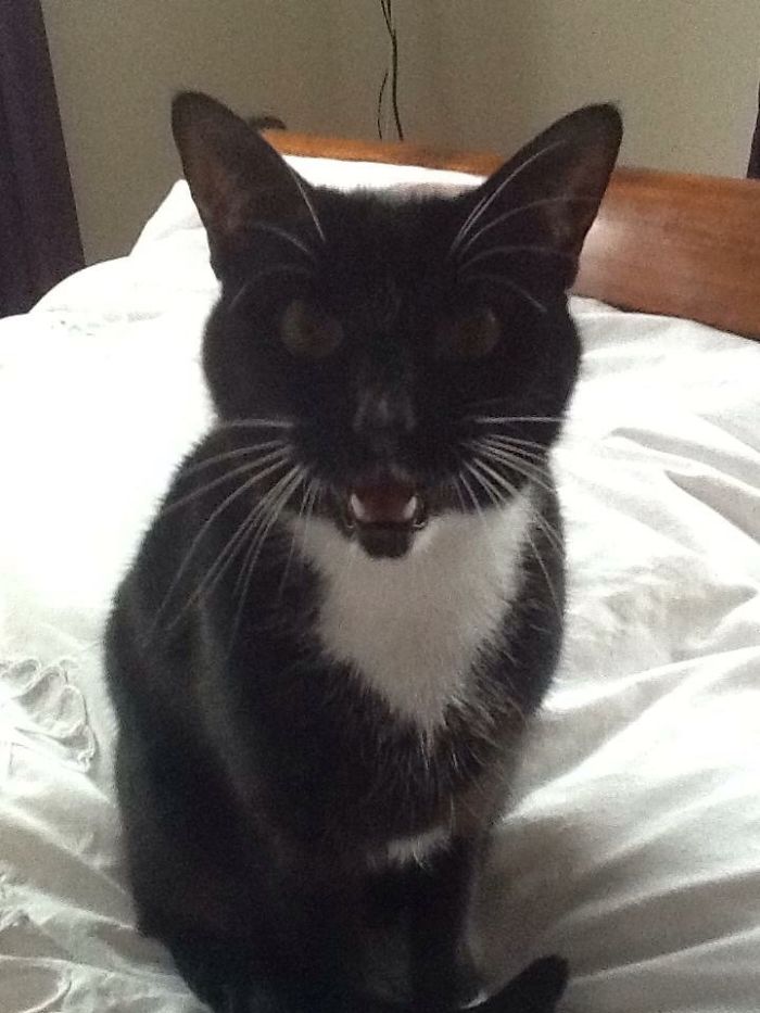 95 Of The Smiliest Cats On The Internet 95 Of The Smiliest Cats On The Internet