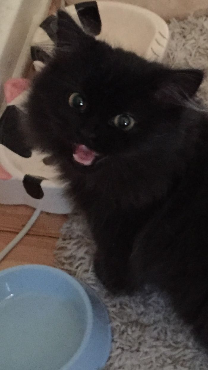 95 Of The Smiliest Cats On The Internet 95 Of The Smiliest Cats On The Internet