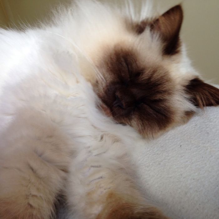 95 Of The Smiliest Cats On The Internet 95 Of The Smiliest Cats On The Internet