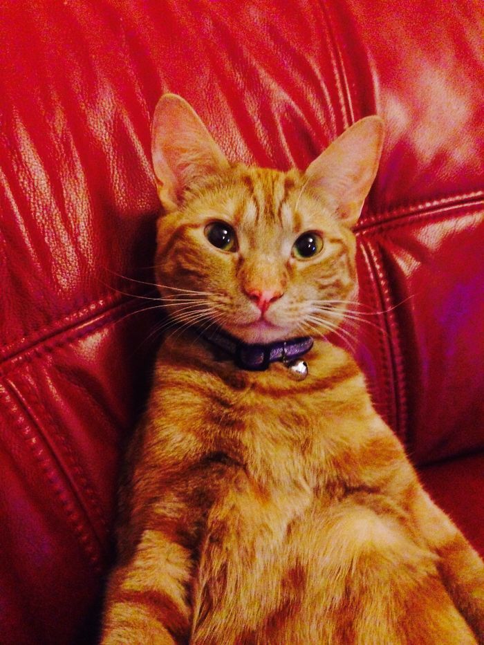 95 Of The Smiliest Cats On The Internet 95 Of The Smiliest Cats On The Internet