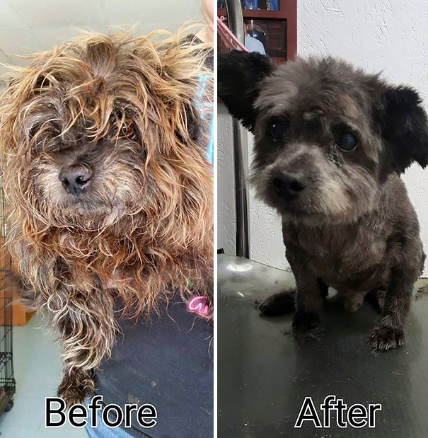 Woman Adopts Dying Dog To Make His Final Days As Happy As Possible Woman Adopts Dying Dog To Make His Final Days As Happy As Possible