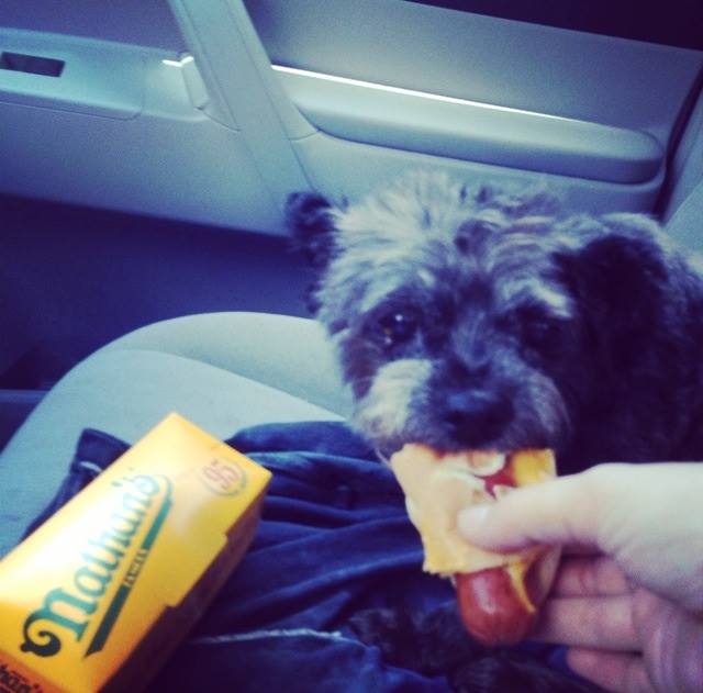 Woman Adopts Dying Dog To Make His Final Days As Happy As Possible Woman Adopts Dying Dog To Make His Final Days As Happy As Possible