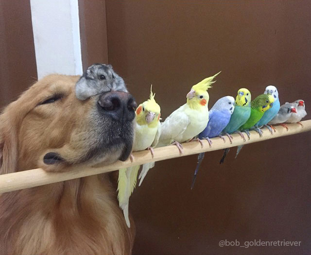 A Dog, 8 Birds And A Hamster Are The Most Unusual Best Friends Ever