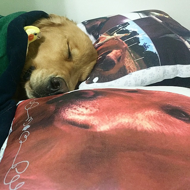 A Dog, 8 Birds And A Hamster Are The Most Unusual Best Friends Ever