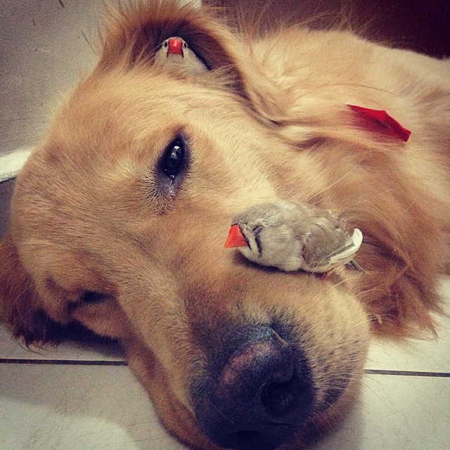 A Dog, 8 Birds And A Hamster Are The Most Unusual Best Friends Ever
