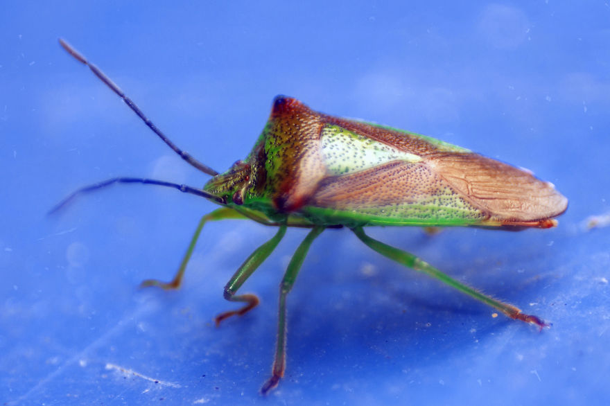 My Macro Photography Of British Bugs On A Budget My Macro Photography Of British Bugs On A Budget