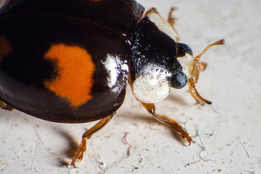 My Macro Photography Of British Bugs On A Budget My Macro Photography Of British Bugs On A Budget