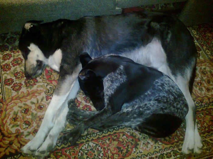 142 Puppies That Can Sleep Anywhere And Anytime 142 Puppies That Can Sleep Anywhere And Anytime