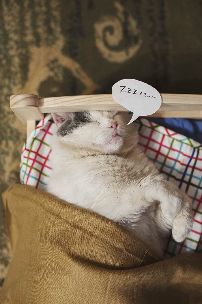 I Photograph Animals Pretending To Be Human To Make Your Week Better I Photograph Animals Pretending To Be Human To Make Your Week Better