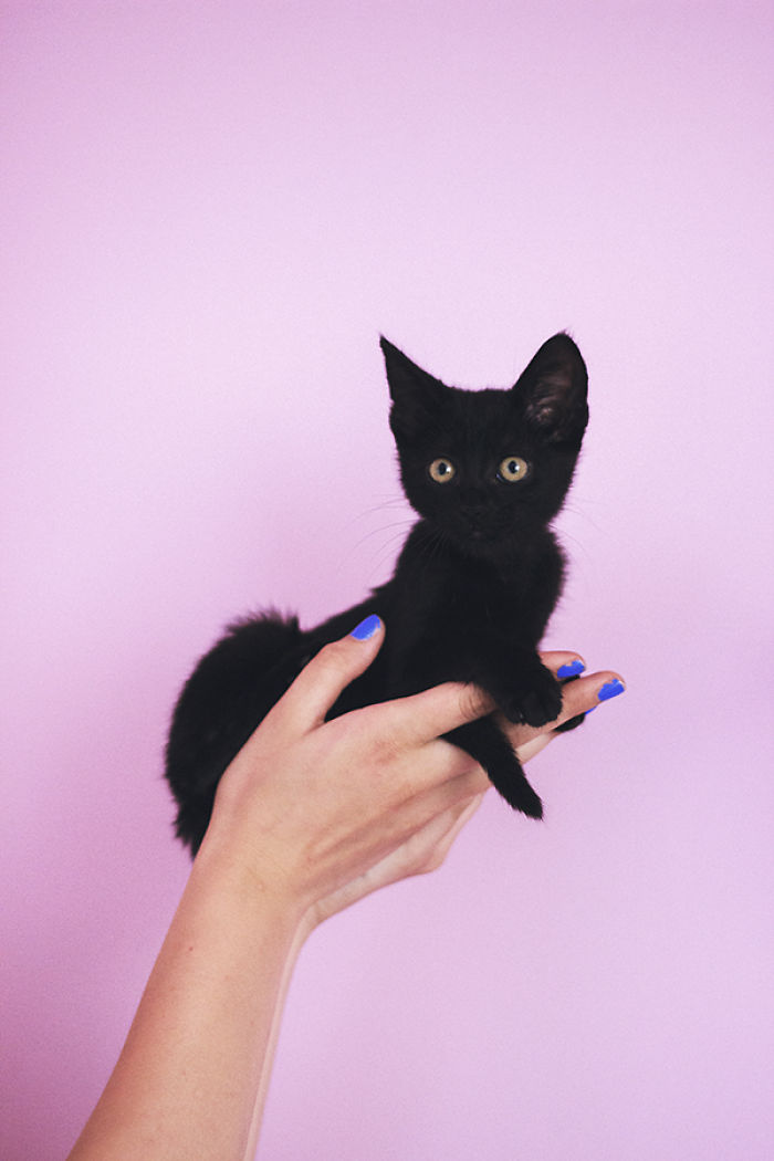 I Photograph Animals Pretending To Be Human To Make Your Week Better I Photograph Animals Pretending To Be Human To Make Your Week Better