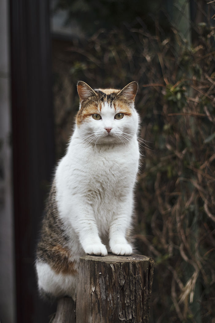 I Photograph Animals Pretending To Be Human To Make Your Week Better I Photograph Animals Pretending To Be Human To Make Your Week Better