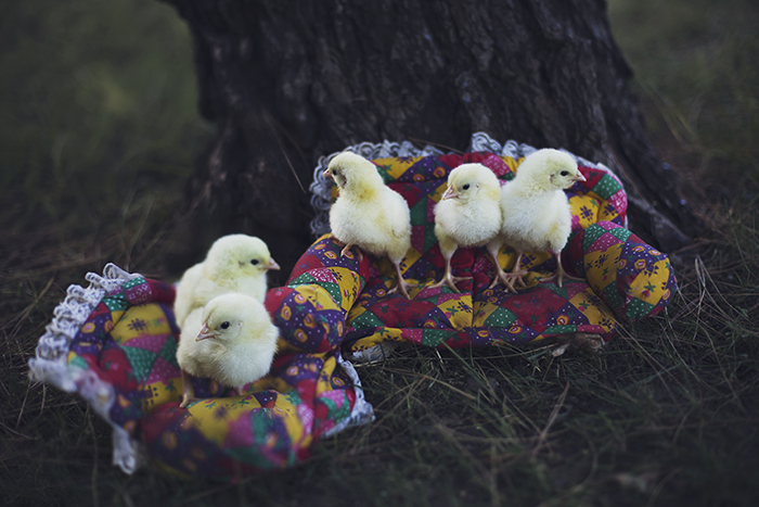 I Photograph Animals Pretending To Be Human To Make Your Week Better I Photograph Animals Pretending To Be Human To Make Your Week Better