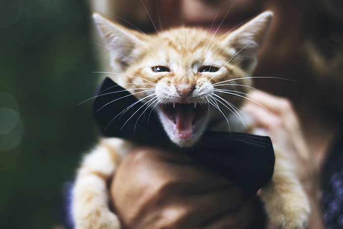 I Photograph Animals Pretending To Be Human To Make Your Week Better I Photograph Animals Pretending To Be Human To Make Your Week Better