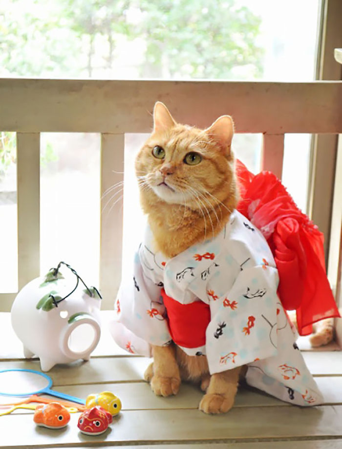 Cats In Kimonos Are A Thing In Japan Cats In Kimonos Are A Thing In Japan