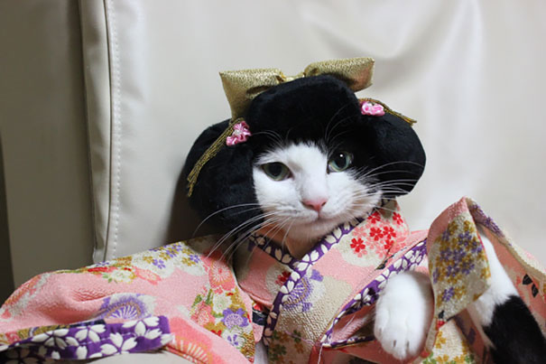 Cats In Kimonos Are A Thing In Japan Cats In Kimonos Are A Thing In Japan