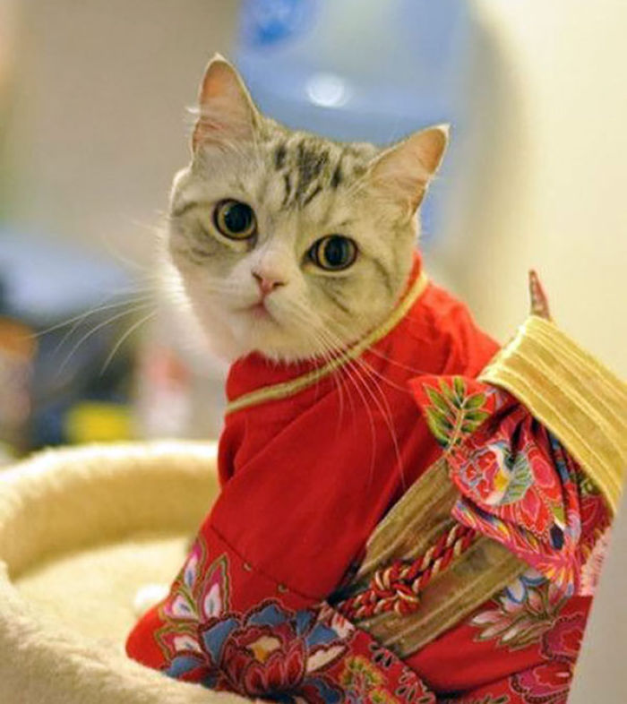 Cats In Kimonos Are A Thing In Japan Cats In Kimonos Are A Thing In Japan