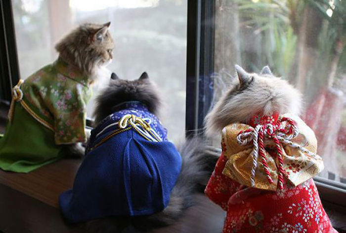Cats In Kimonos Are A Thing In Japan Cats In Kimonos Are A Thing In Japan