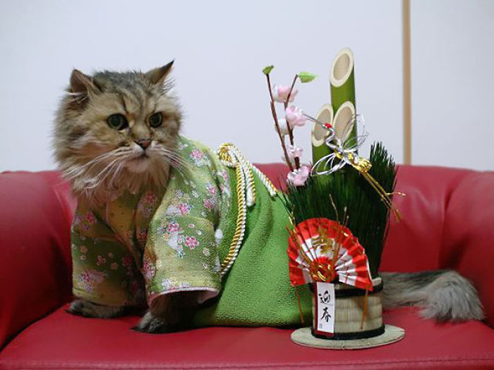 Cats In Kimonos Are A Thing In Japan Cats In Kimonos Are A Thing In Japan